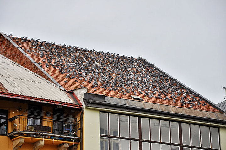 A2B Pest Control are able to install spikes to deter birds from roofs in Greenford. 
