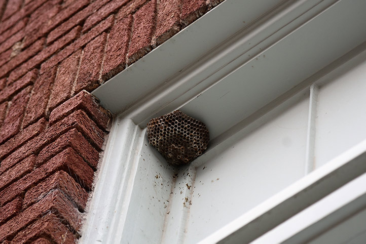We provide a wasp nest removal service for domestic and commercial properties in Greenford.